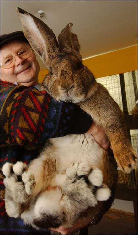 A big rabbit